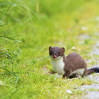 Buy canvas prints of Stoat Licking His Lips by Martin Kemp Wildlife
