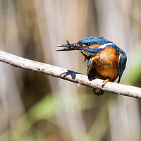 Buy canvas prints of Kingfisher With Fish by Martin Kemp Wildlife