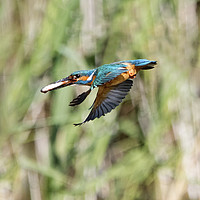 Buy canvas prints of Kingfisher Flying With Fish by Martin Kemp Wildlife