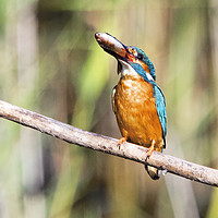 Buy canvas prints of Kingfisher With His Fish by Martin Kemp Wildlife