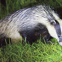 Buy canvas prints of Badger by Martin Kemp Wildlife