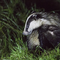 Buy canvas prints of Badger 2 by Martin Kemp Wildlife