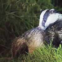Buy canvas prints of Badger 3 by Martin Kemp Wildlife