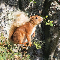 Buy canvas prints of Red Squirrel by Martin Kemp Wildlife