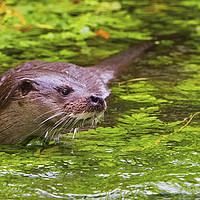 Buy canvas prints of Otter 2 by Martin Kemp Wildlife