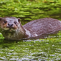 Buy canvas prints of Otter 3 by Martin Kemp Wildlife