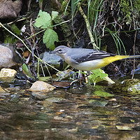 Buy canvas prints of Grey Wagtail 1 by Martin Kemp Wildlife