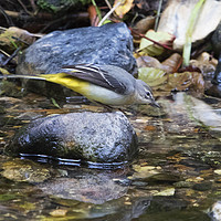 Buy canvas prints of Grey Wagtail 2 by Martin Kemp Wildlife