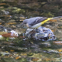 Buy canvas prints of Grey Wagtail 3 by Martin Kemp Wildlife