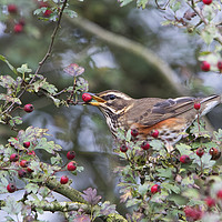 Buy canvas prints of Redwing 1  by Martin Kemp Wildlife