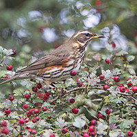 Buy canvas prints of Redwing 2 by Martin Kemp Wildlife