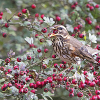 Buy canvas prints of Redwing 4  by Martin Kemp Wildlife