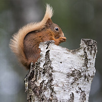 Buy canvas prints of Red Squirrel in Tree by Martin Kemp Wildlife