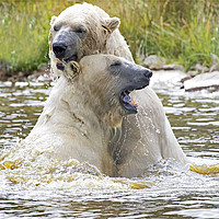 Buy canvas prints of Polarbear's Play Fighting in Lake by Martin Kemp Wildlife