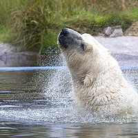 Buy canvas prints of Polarbear Having a Shake in the Lake by Martin Kemp Wildlife