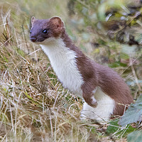 Buy canvas prints of Stoat  by Martin Kemp Wildlife