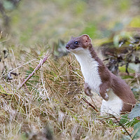 Buy canvas prints of Stoat in the Grass by Martin Kemp Wildlife
