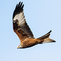 Buy canvas prints of Red Kite 2 by Martin Kemp Wildlife
