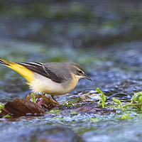 Buy canvas prints of Grey Wagtail on the Leaf by Martin Kemp Wildlife