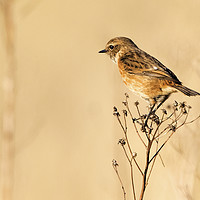 Buy canvas prints of Stonechat 1 by Martin Kemp Wildlife
