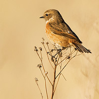 Buy canvas prints of Stonechat 2 by Martin Kemp Wildlife