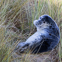 Buy canvas prints of Grey Seal Pup by Martin Kemp Wildlife
