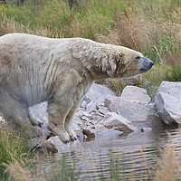 Buy canvas prints of Polarbear on the rocks by Martin Kemp Wildlife