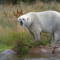 Buy canvas prints of Male Polarbear Standing by the Lake by Martin Kemp Wildlife