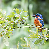 Buy canvas prints of Kingfisher in The Bush by Martin Kemp Wildlife