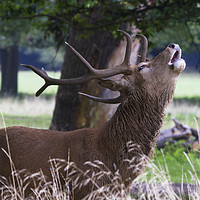 Buy canvas prints of Roaring Stag by Martin Kemp Wildlife