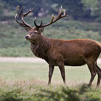 Buy canvas prints of Majestic Red Deer by Martin Kemp Wildlife
