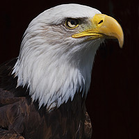 Buy canvas prints of Bald Eagle 1  by Martin Kemp Wildlife