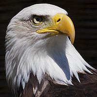 Buy canvas prints of Bald Eagle 2 by Martin Kemp Wildlife