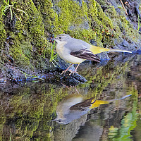 Buy canvas prints of Wagtail Reflection by Martin Kemp Wildlife
