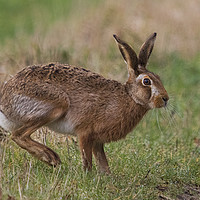 Buy canvas prints of March Hare by Martin Kemp Wildlife