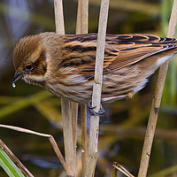 Buy canvas prints of Female Reed Bunting by Martin Kemp Wildlife