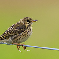 Buy canvas prints of Meadow Pipit by Martin Kemp Wildlife