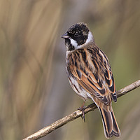 Buy canvas prints of Male Reed Bunting by Martin Kemp Wildlife