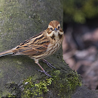 Buy canvas prints of F/M Reed Bunting by Martin Kemp Wildlife