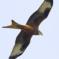 Buy canvas prints of Red Kite 1 by Martin Kemp Wildlife