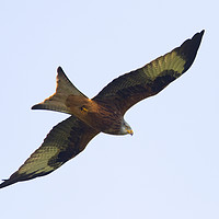 Buy canvas prints of Red Kite 2 by Martin Kemp Wildlife