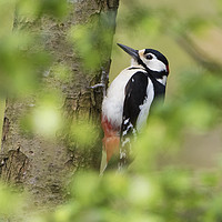 Buy canvas prints of Woodpecker in the Leaves by Martin Kemp Wildlife