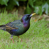 Buy canvas prints of Starling in Colour by Martin Kemp Wildlife