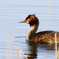 Buy canvas prints of Great Crested Grebe by Martin Kemp Wildlife
