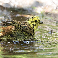 Buy canvas prints of Yellowhammer Taking a Bath by Martin Kemp Wildlife