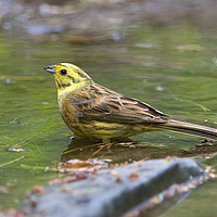 Buy canvas prints of Yellowhammer by Martin Kemp Wildlife