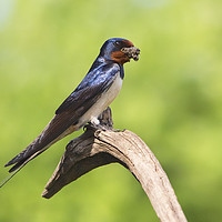 Buy canvas prints of Swallow With Mud by Martin Kemp Wildlife