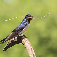 Buy canvas prints of  Nest Building Swallow by Martin Kemp Wildlife