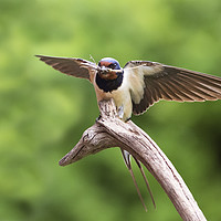Buy canvas prints of Swallow With Nesting Material by Martin Kemp Wildlife