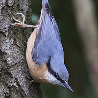 Buy canvas prints of Nuthatch 1 by Martin Kemp Wildlife